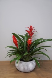 Bromeliad from Metropolitan Plant & Flower Exchange, local NJ florist