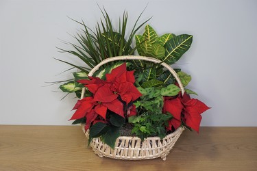 Holiday Basket Garden from Metropolitan Plant & Flower Exchange, local NJ florist