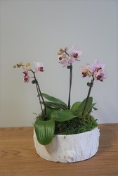 Mini Potted Phalaenopsis from Metropolitan Plant & Flower Exchange, local NJ florist