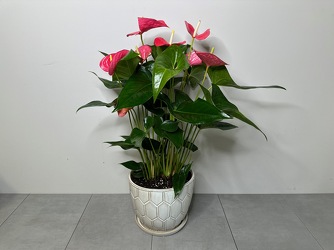 Pink Anthurium from Metropolitan Plant & Flower Exchange, local NJ florist