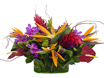 Exotic Collection from Metropolitan Plant & Flower Exchange, local NJ florist