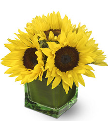Modern Sunshine from Metropolitan Plant & Flower Exchange, local NJ florist