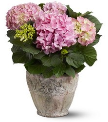 Hydrangea Plant from Metropolitan Plant & Flower Exchange, local NJ florist