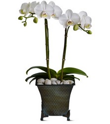 Phalaenopsis Duet