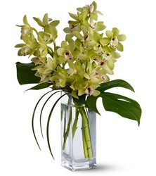Orchid Elegance from Metropolitan Plant & Flower Exchange, local NJ florist