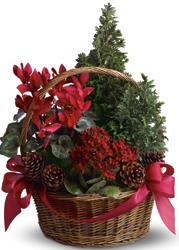 Tannenbaum Basket from Metropolitan Plant & Flower Exchange, local NJ florist
