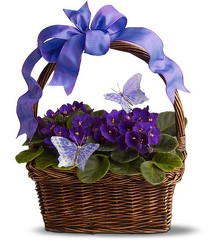 Violets & Butterflies from Metropolitan Plant & Flower Exchange, local NJ florist
