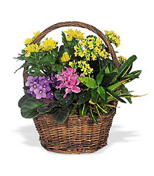 European Basket from Metropolitan Plant & Flower Exchange, local NJ florist