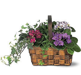African Violet Basket from Metropolitan Plant & Flower Exchange, local NJ florist