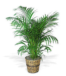 Areca Palm from Metropolitan Plant & Flower Exchange, local NJ florist