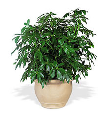 Schefflera from Metropolitan Plant & Flower Exchange, local NJ florist