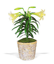 Easter Lily from Metropolitan Plant & Flower Exchange, local NJ florist