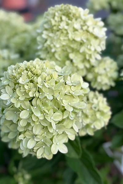 Fresh Flowers from Metropolitan Plant and Flower Exchange