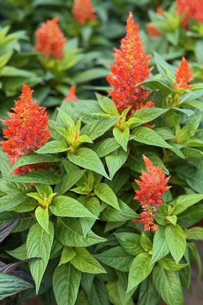 Fresh Flowers from Metropolitan Plant and Flower Exchange