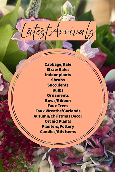 Latest Arrivals from Metropolitan Plant and Flower Exchange