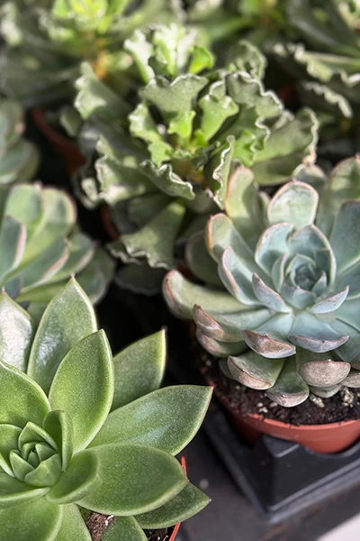 Fresh Flowers from Metropolitan Plant and Flower Exchange