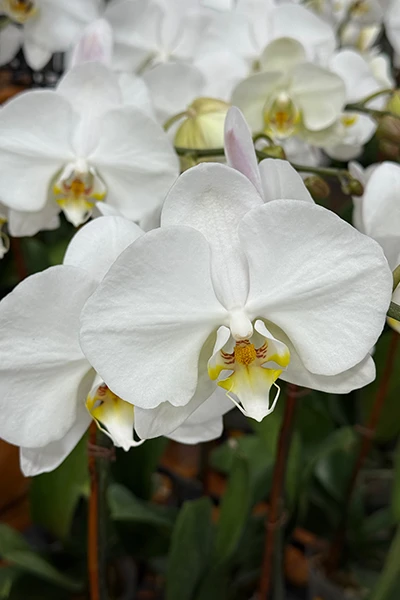 Fresh Flowers from Metropolitan Plant and Flower Exchange