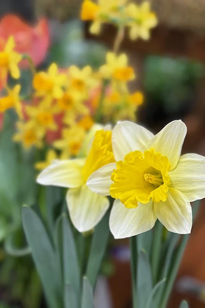 Fresh Flowers from Metropolitan Plant and Flower Exchange