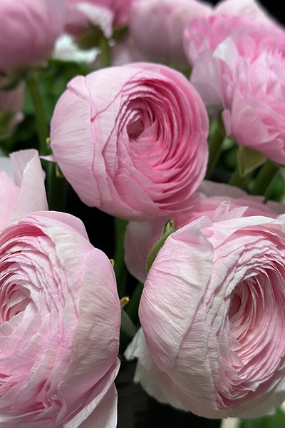 Fresh Flowers from Metropolitan Plant and Flower Exchange