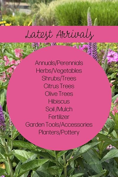 Latest Arrivals from Metropolitan Plant and Flower Exchange