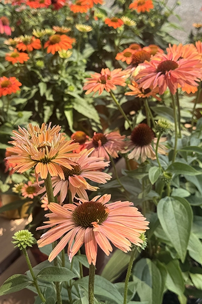 Fresh Flowers from Metropolitan Plant and Flower Exchange