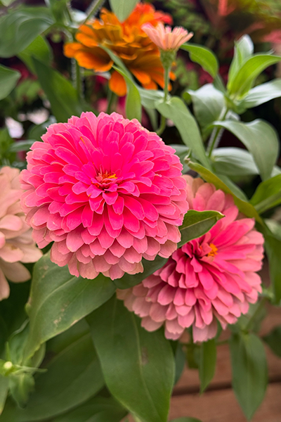 Fresh Flowers from Metropolitan Plant and Flower Exchange