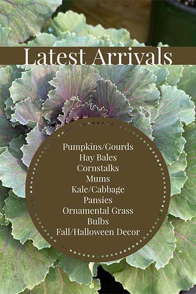 Latest Arrivals from Metropolitan Plant and Flower Exchange