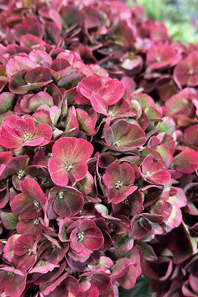 Fresh Flowers from Metropolitan Plant and Flower Exchange