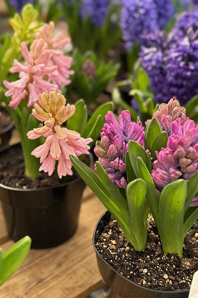 Fresh Flowers from Metropolitan Plant and Flower Exchange