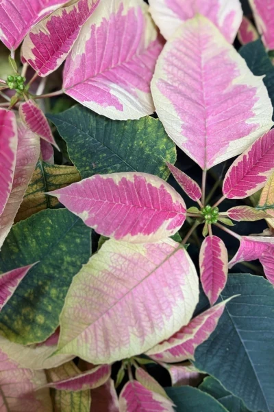 Fresh Flowers from Metropolitan Plant and Flower Exchange