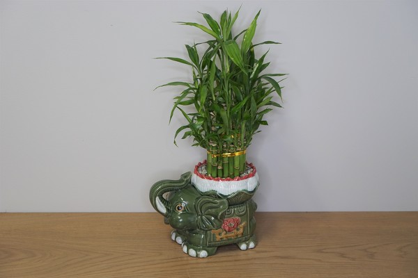 Bamboo Elephant from Metropolitan Plant & Flower Exchange, local NJ florist