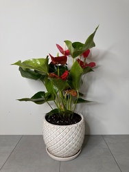 Anthurium Plant from Metropolitan Plant & Flower Exchange, local NJ florist