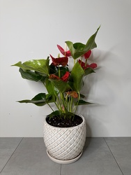 Anthurium Plant