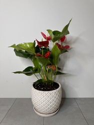 Anthurium Plant from Metropolitan Plant & Flower Exchange, local NJ florist