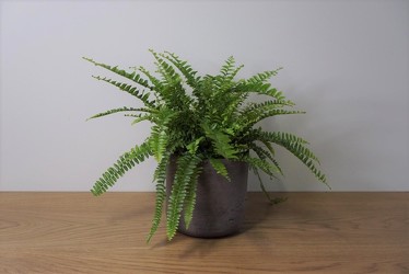 Boston Fern from Metropolitan Plant & Flower Exchange, local NJ florist