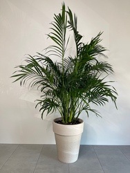 Cat Palm from Metropolitan Plant & Flower Exchange, local NJ florist