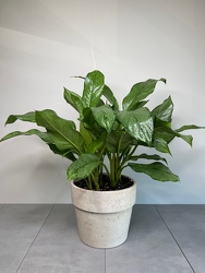 Chinese Evergreen