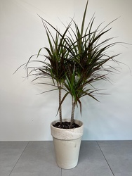 Dracaena Marginata from Metropolitan Plant & Flower Exchange, local NJ florist