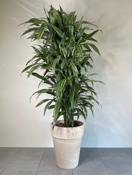 Dracaena Warnekii  from Metropolitan Plant & Flower Exchange, local NJ florist