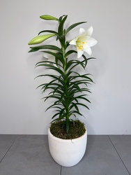 Easter Lily from Metropolitan Plant & Flower Exchange, local NJ florist