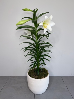 Easter Lily from Metropolitan Plant & Flower Exchange, local NJ florist