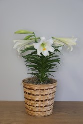 Easter Lily from Metropolitan Plant & Flower Exchange, local NJ florist