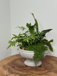 Fern Garden from Metropolitan Plant & Flower Exchange, local NJ florist