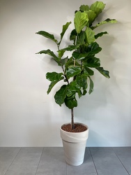 Fiddle Leaf Fig from Metropolitan Plant & Flower Exchange, local NJ florist