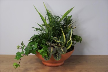 Green Dish Garden from Metropolitan Plant & Flower Exchange, local NJ florist