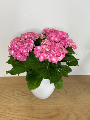 Hydrangea Plant from Metropolitan Plant & Flower Exchange, local NJ florist