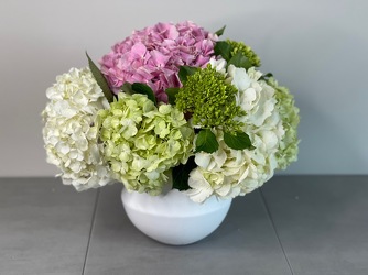 Hydrangea Collection from Metropolitan Plant & Flower Exchange, local NJ florist