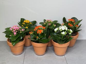 Kalanchoe Set from Metropolitan Plant & Flower Exchange, local NJ florist