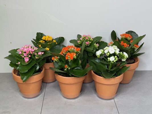 Kalanchoe Set from Metropolitan Plant & Flower Exchange, local NJ florist