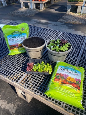 Cold-Crop Container Lettuce Starter Kit from Metropolitan Plant & Flower Exchange, local NJ florist